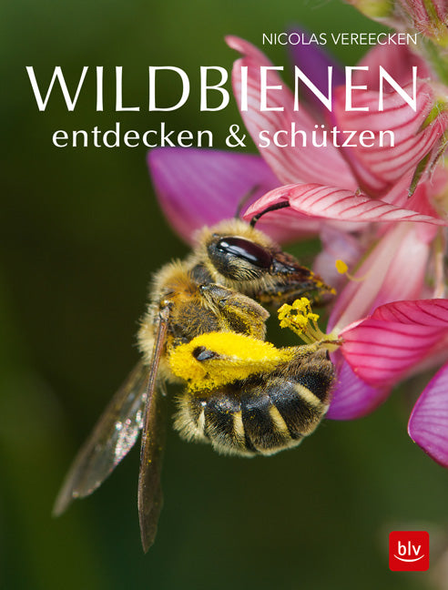 Wildbienen entdecken &amp;amp; schützen